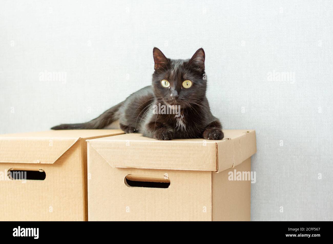 beau chat noir sur boîtes en carton pour se déplacer. Banque D'Images