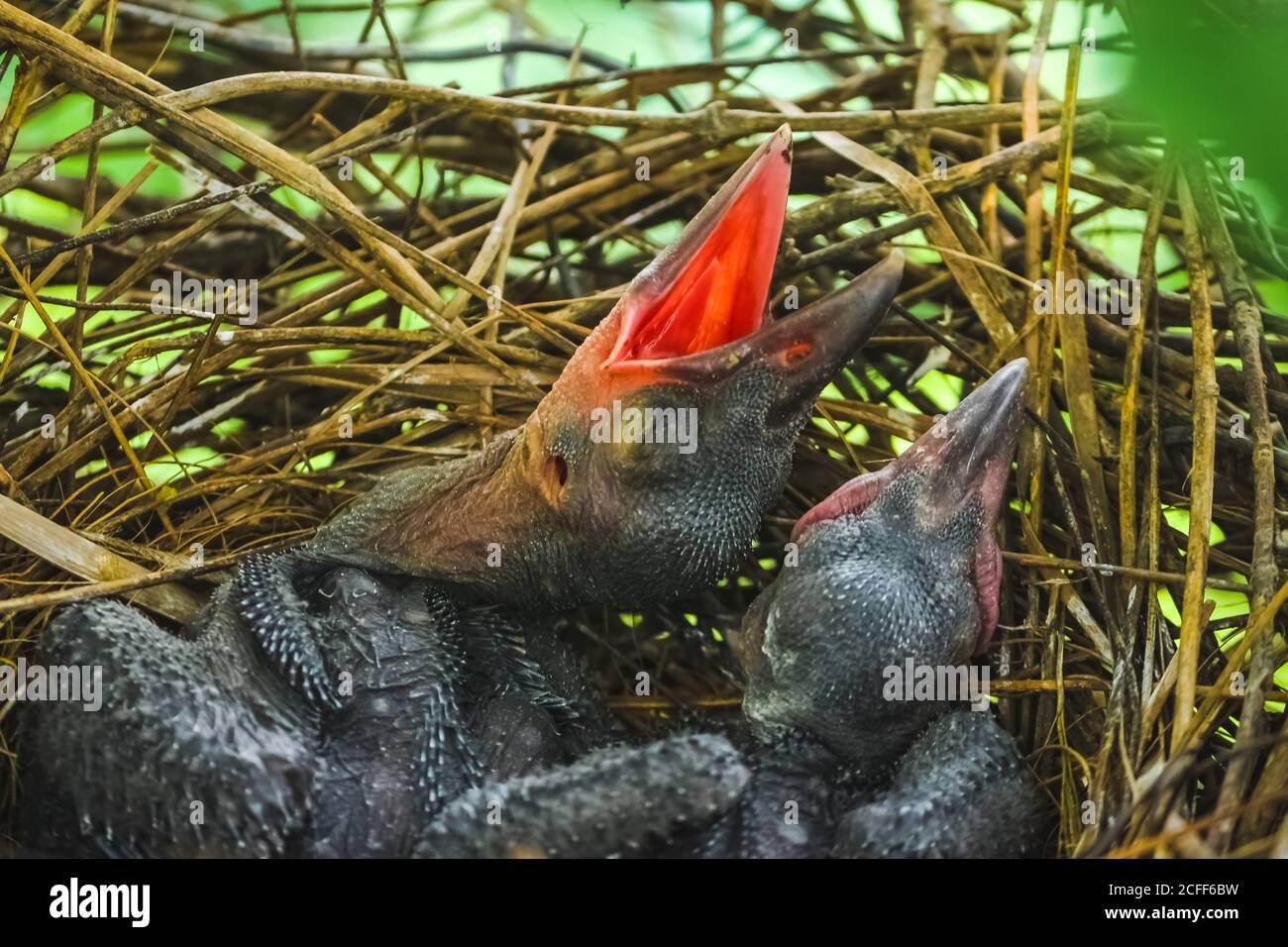 Bebe Pie Banque D Image Et Photos Alamy