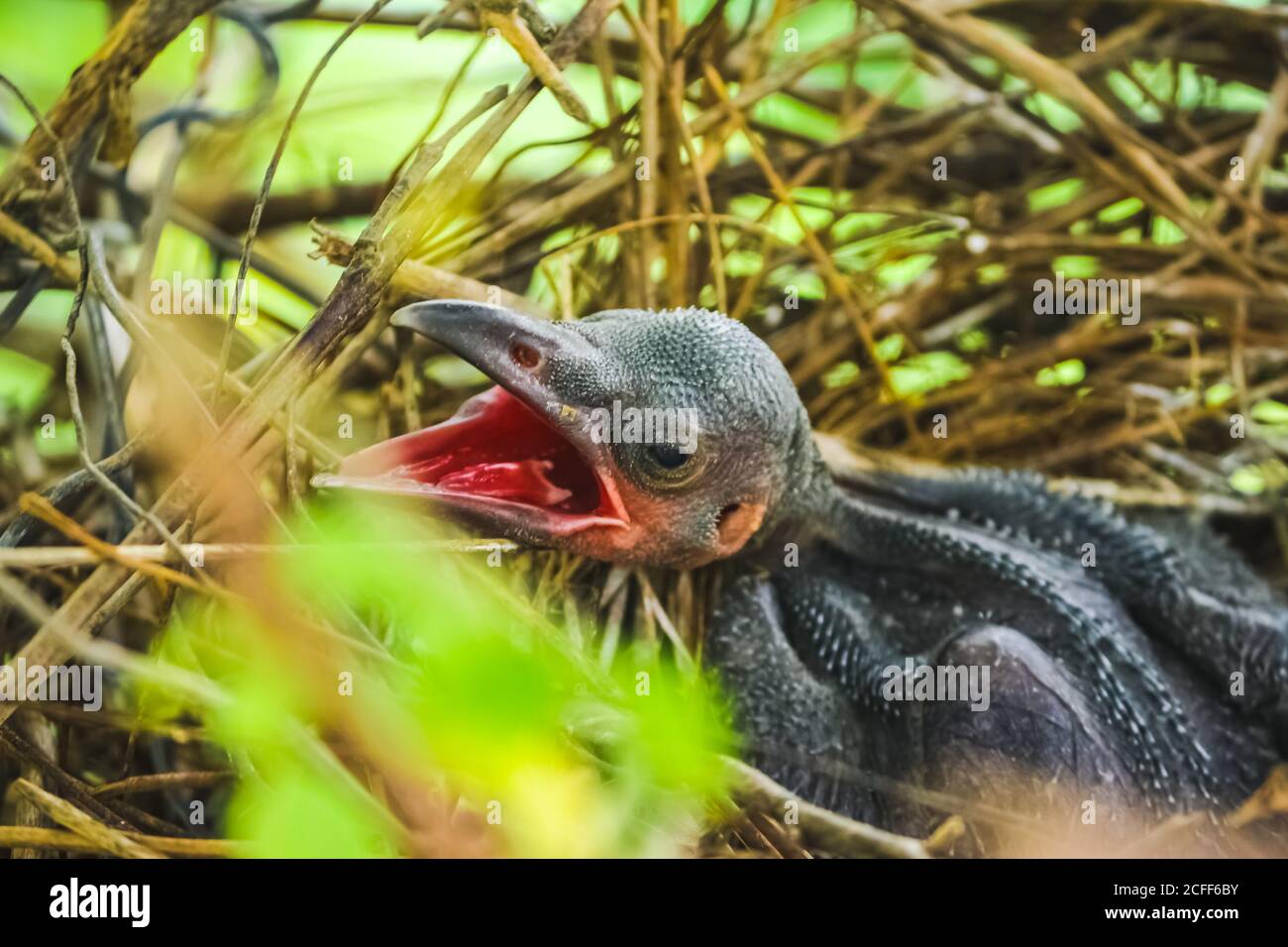 Le Petit Corbeau Est Couche Dans Le Nid Et L Eclosion Attend Leur Mere Pour La Nourriture Le Corbeau Nouveau Ne Corvus Sur Le Nid De Corbeau Au Sommet De L Arbre Oiseaux Se