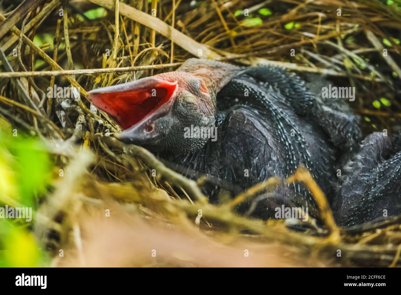 Le Petit Corbeau Est Couche Dans Le Nid Et L Eclosion Attend Leur Mere Pour La Nourriture Le Corbeau Nouveau Ne Corvus Sur Le Nid De Corbeau Au Sommet De L Arbre Oiseaux Se