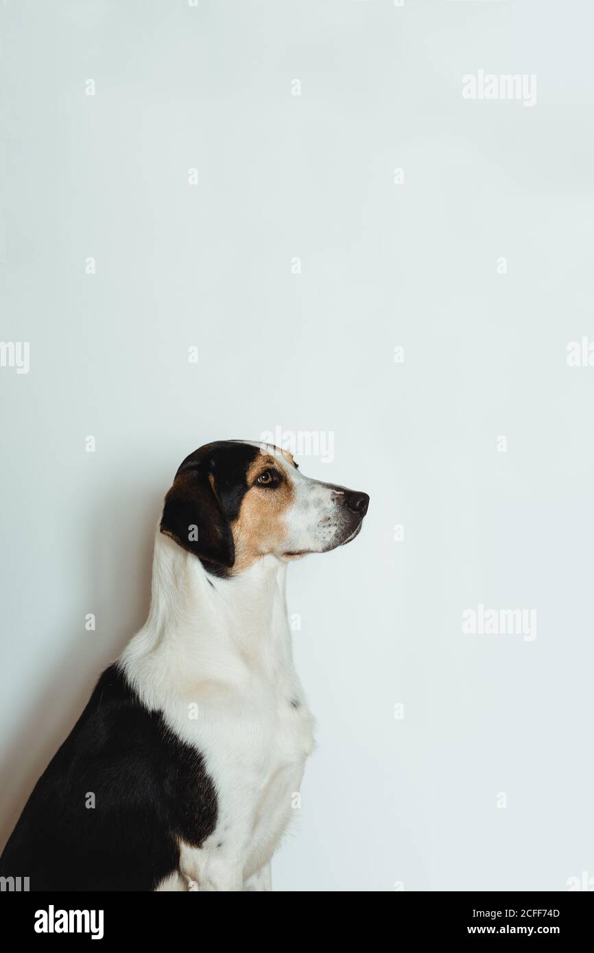 Vue latérale d'un chien obéissant debout sans mouvement et regardant vers le haut en attente de la commande propriétaire Banque D'Images