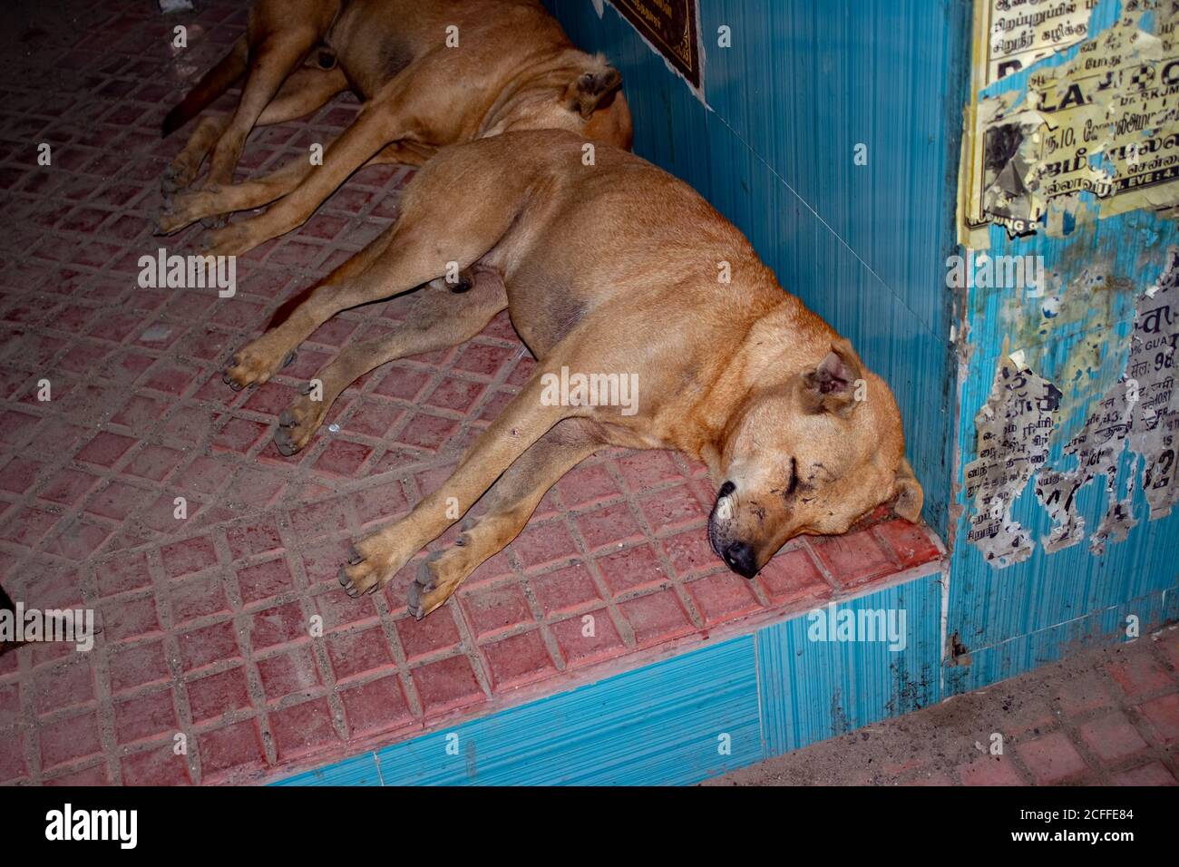 Gropu de dormir chien errant / chien de rue se détendre sur l'arrêt de bus à l'intérieur à chennai, Tamilnadu, Inde. Chien errant sur dormir à l'arrêt de bus indien. Banque D'Images