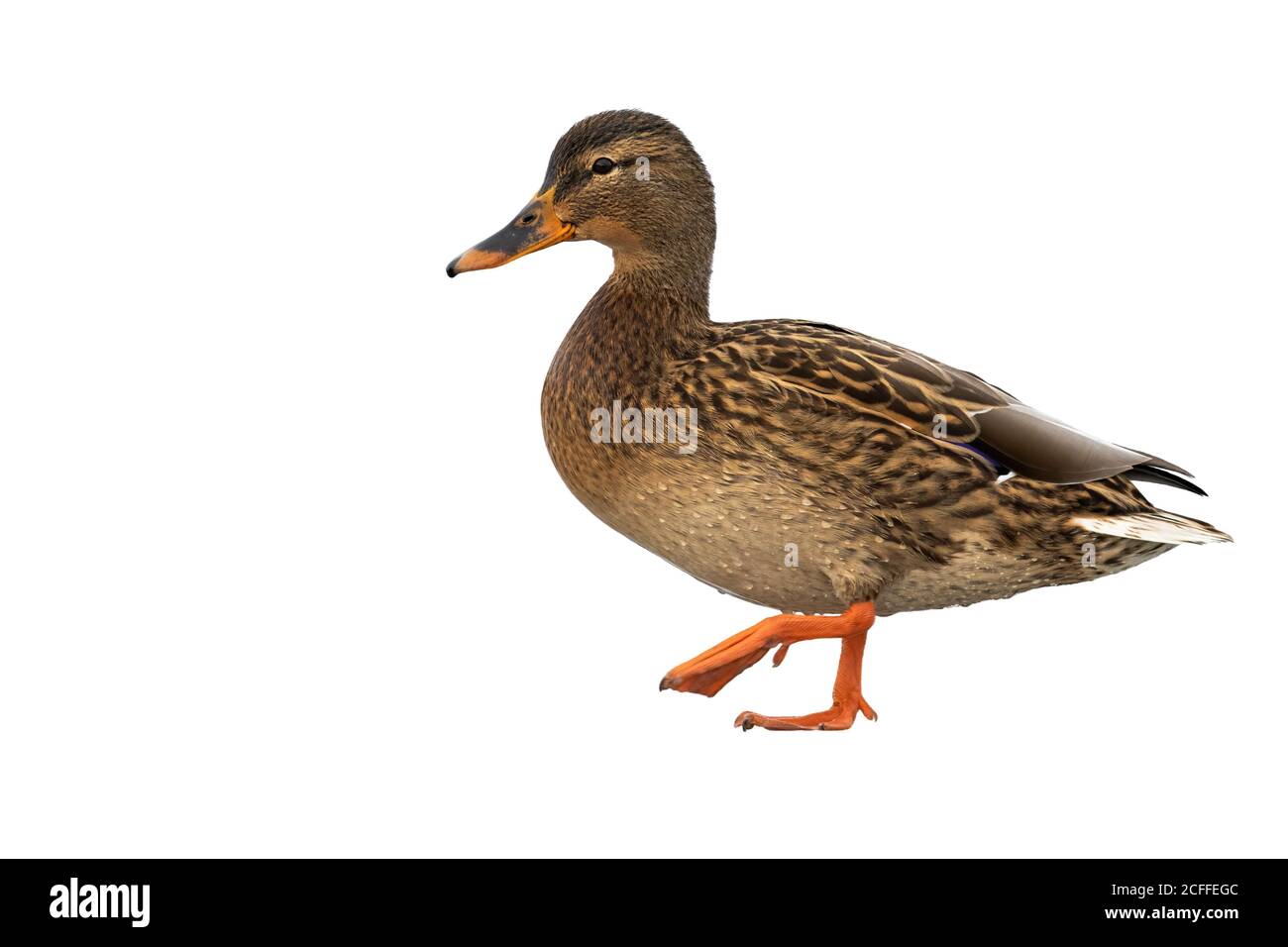 Mallard femelle marchant isolé sur fond blanc. Banque D'Images Mallard femelle marchant isolé sur fond blanc. Banque D'Images