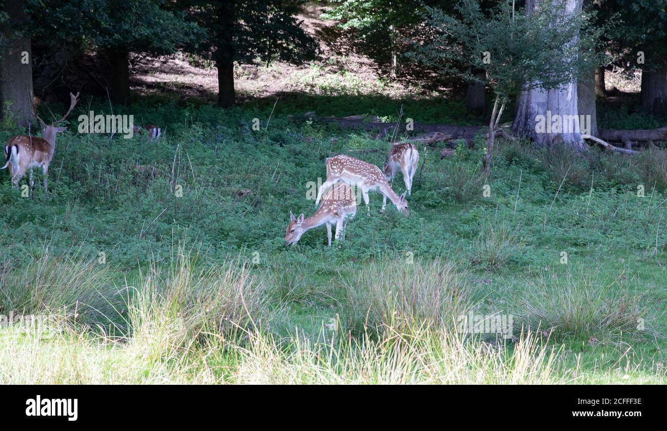 Sevenoaks, Kent, UK5 septembre 2020, des gens qui font leur exercice quotidien sous le soleil glorieux de la Knole, Sevenoaks. Les gens marchent souvent à travers le parc en espérant voir des troupeaux de sika sauvage et de cerf de jachère qui y vivent. C'est un endroit idéal pour marcher, courir ou pique-niquer en se rappelant de suivre les règles de distanciation sociale.Credit: Keith Larby/Alamy Live News Banque D'Images