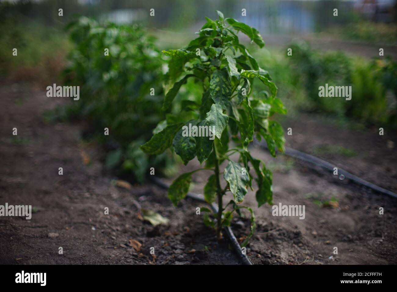 De grandes buissons de poivron vert poussent en rangées dans un jardin plus verdoyant Banque D'Images