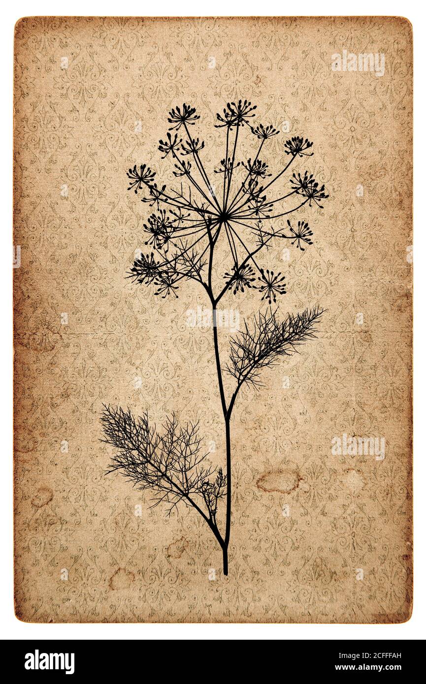 Texture de papier vieilli avec silhouette de plante de l'aneth. Fond de carton vintage Banque D'Images