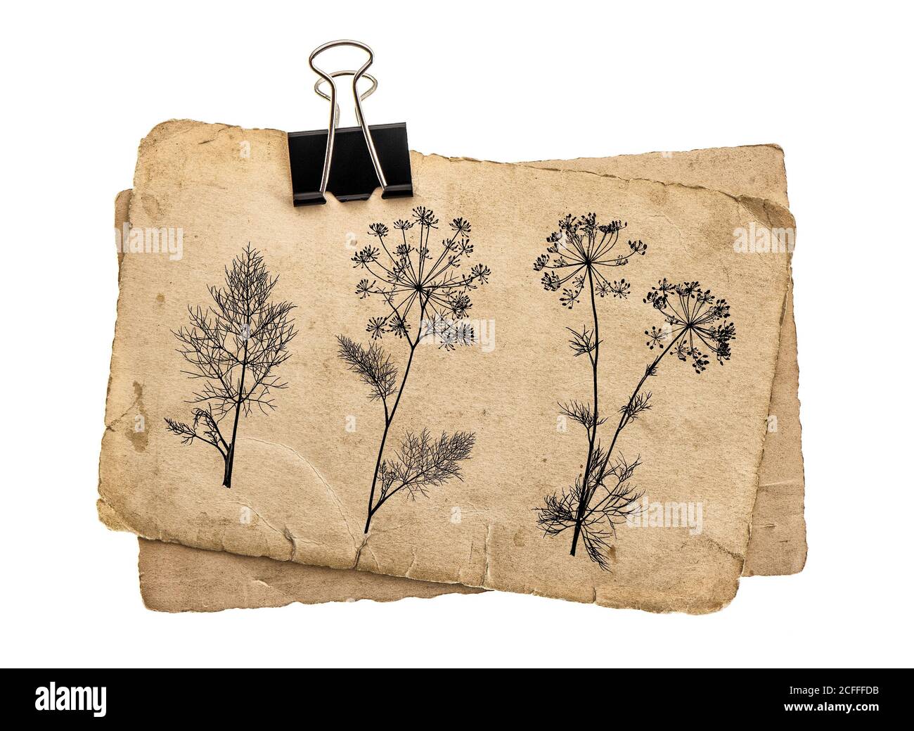 Anciennes feuilles de papier avec clip vintage. Dessin floral texture carton grundy Banque D'Images