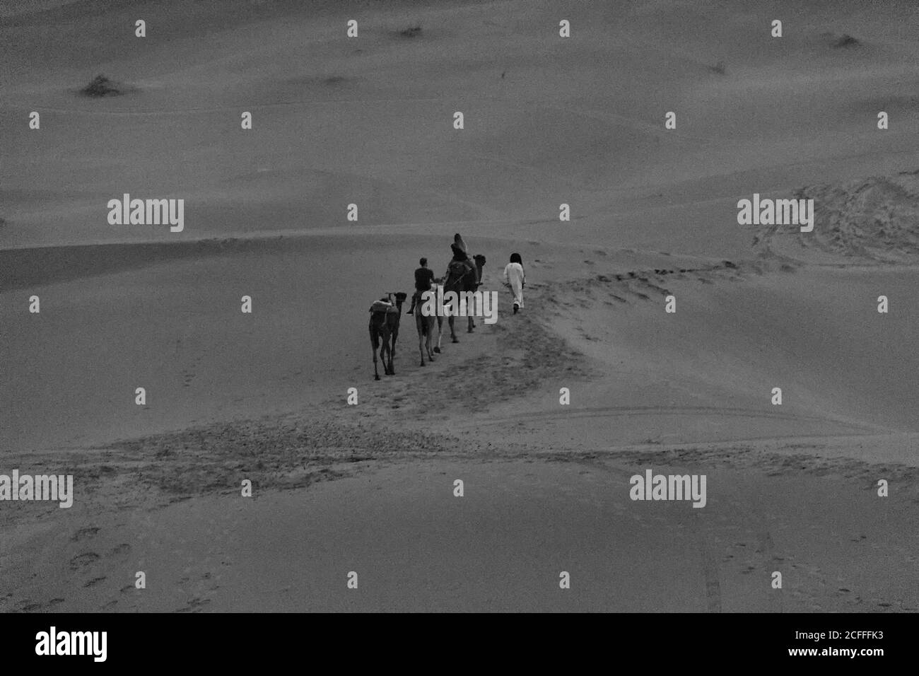 dromadaire domestique dans le désert au maroc au coucher du soleil Banque D'Images
