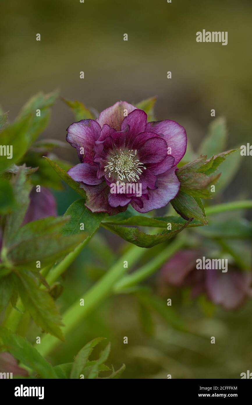 Hellebore pousse dans le jardin. Helleborus Prince Double Rouge. Banque D'Images