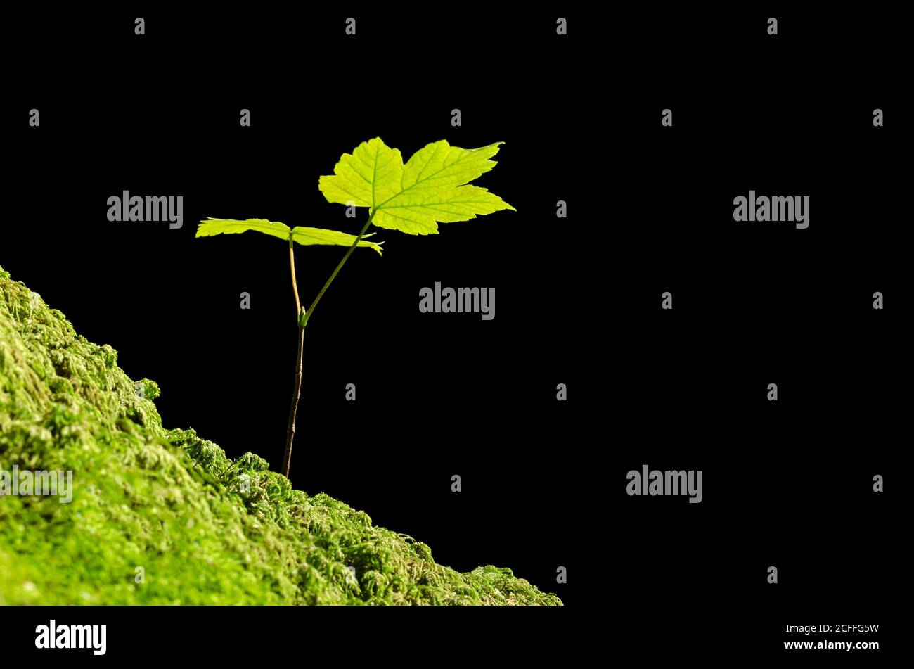 Sycamore se balade au soleil sur un sol de forêt de mousse. Acer pseudoplatanus, un jeune érable originaire d'Europe centrale, pousse sur terre. Banque D'Images