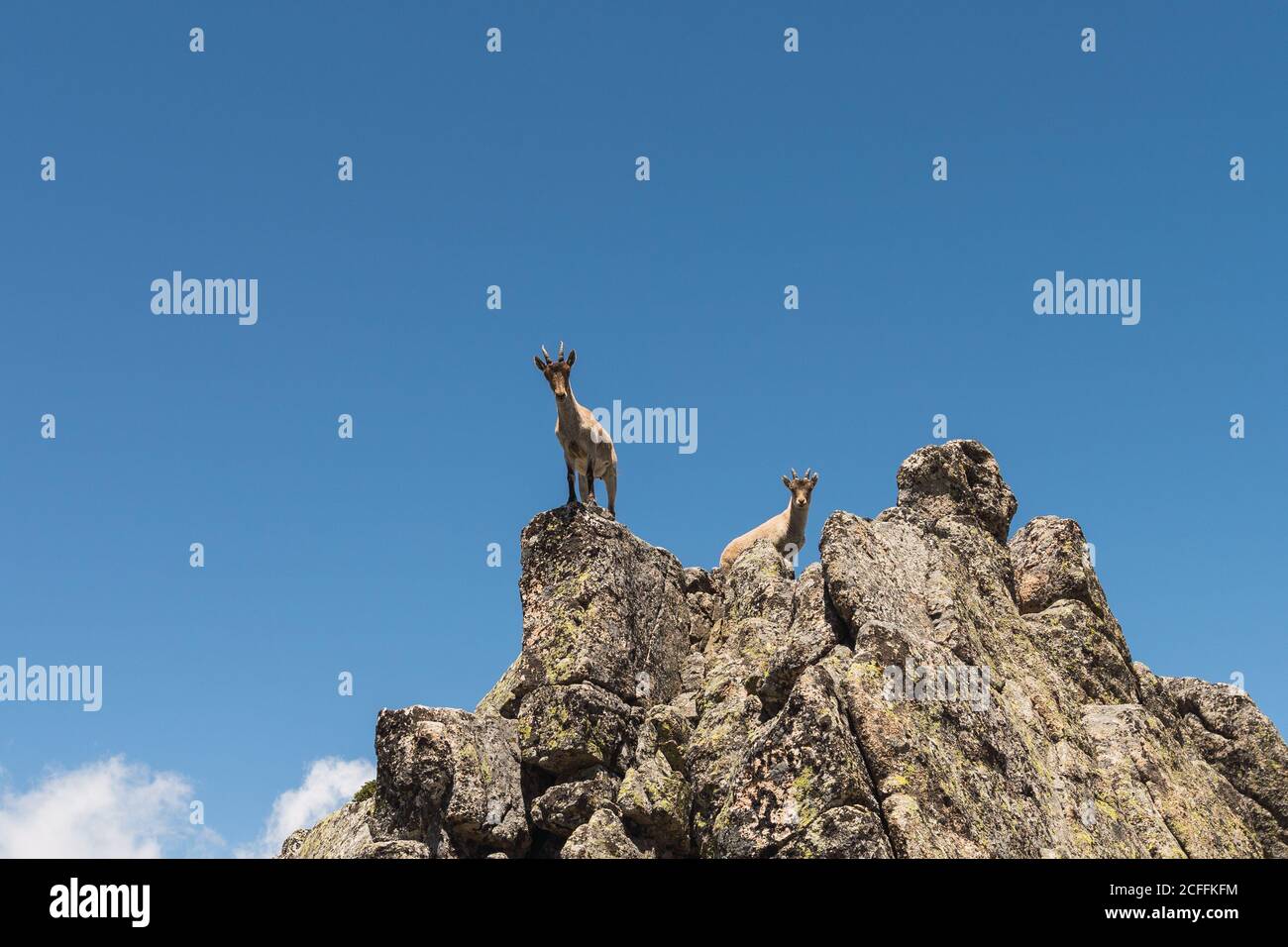 D'en dessous de chèvre gris regardant avec curiosité debout sur la pierreuse rochers sur fond de ciel bleu vif Banque D'Images