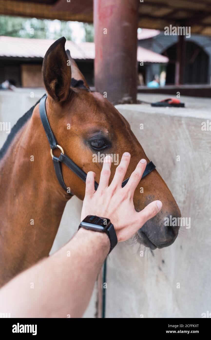 Personne péting cheval châtaignier dans une écurie en bois Banque D'Images