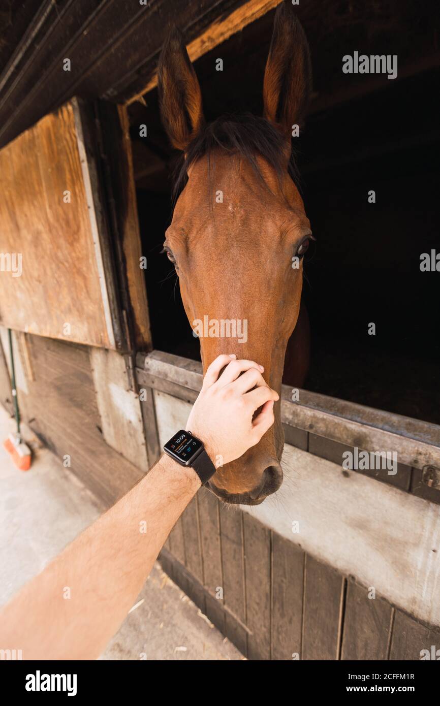Personne péting cheval châtaignier dans une écurie en bois Banque D'Images