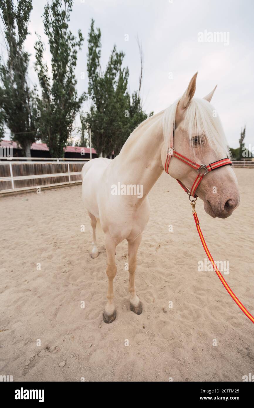 Un cheval en bonne santé avec une longue mène debout sur le sable enceinte à l'hippodrome Banque D'Images