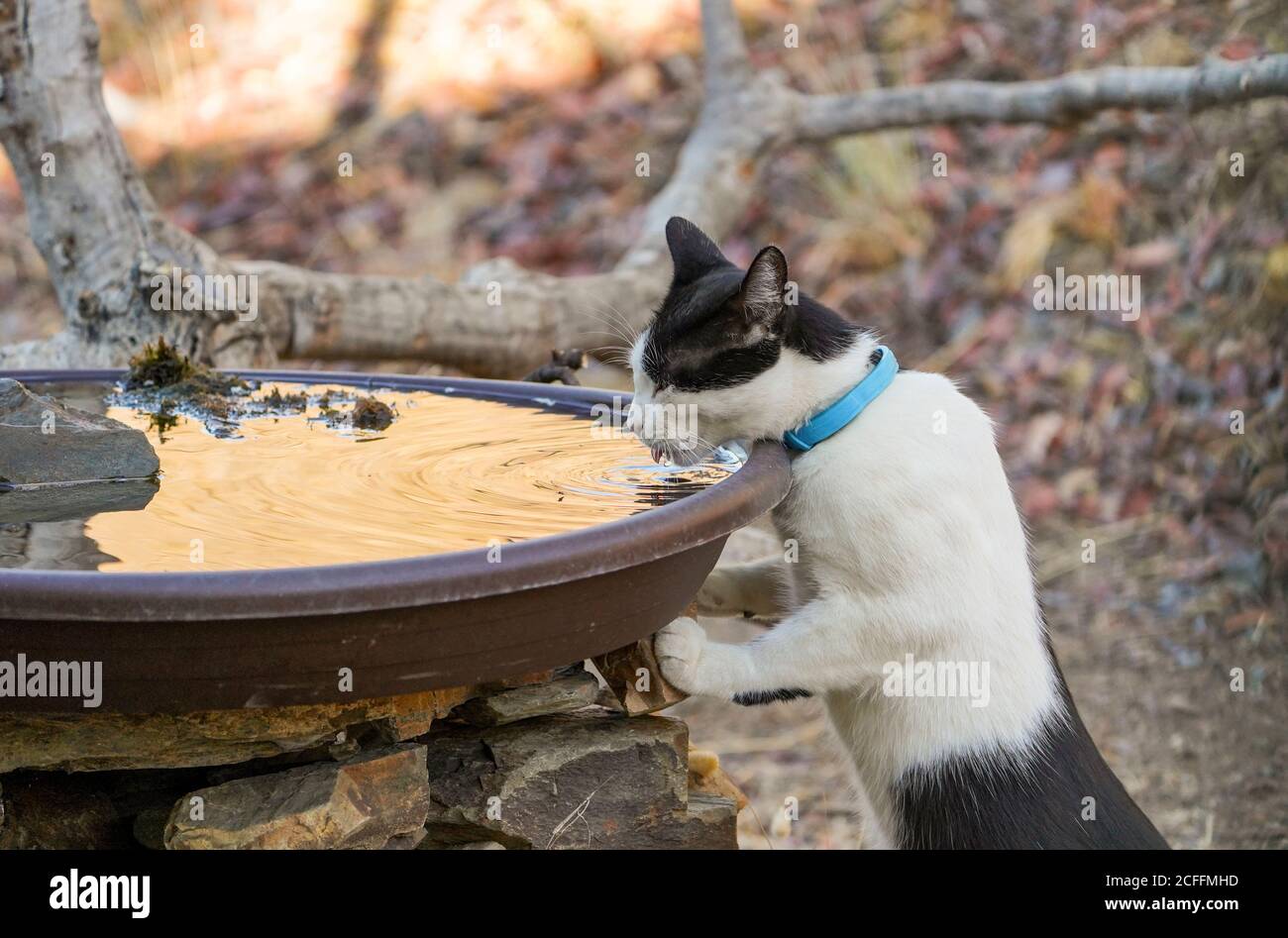 Chat noir et blanc buvant dans un bain d'oiseau d'eau. Espagne. Banque D'Images