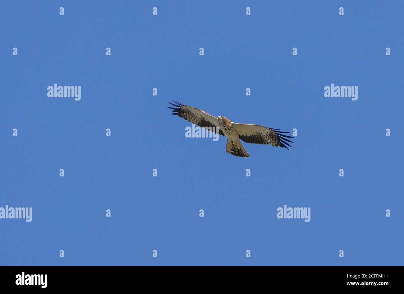 Aigle démarré (Hieraaetus penates) sur la migration d'automne en pleine ascension, Andalousie, Espagne. Banque D'Images