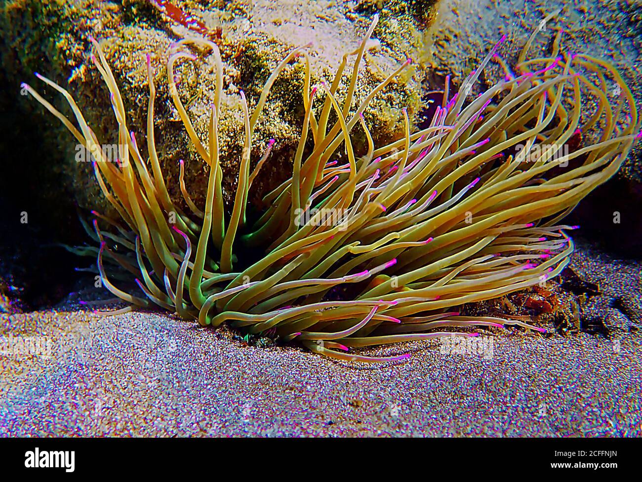 Anemone de la mer de snakelocks méditerranéens - Anemonia sulcata Banque D'Images