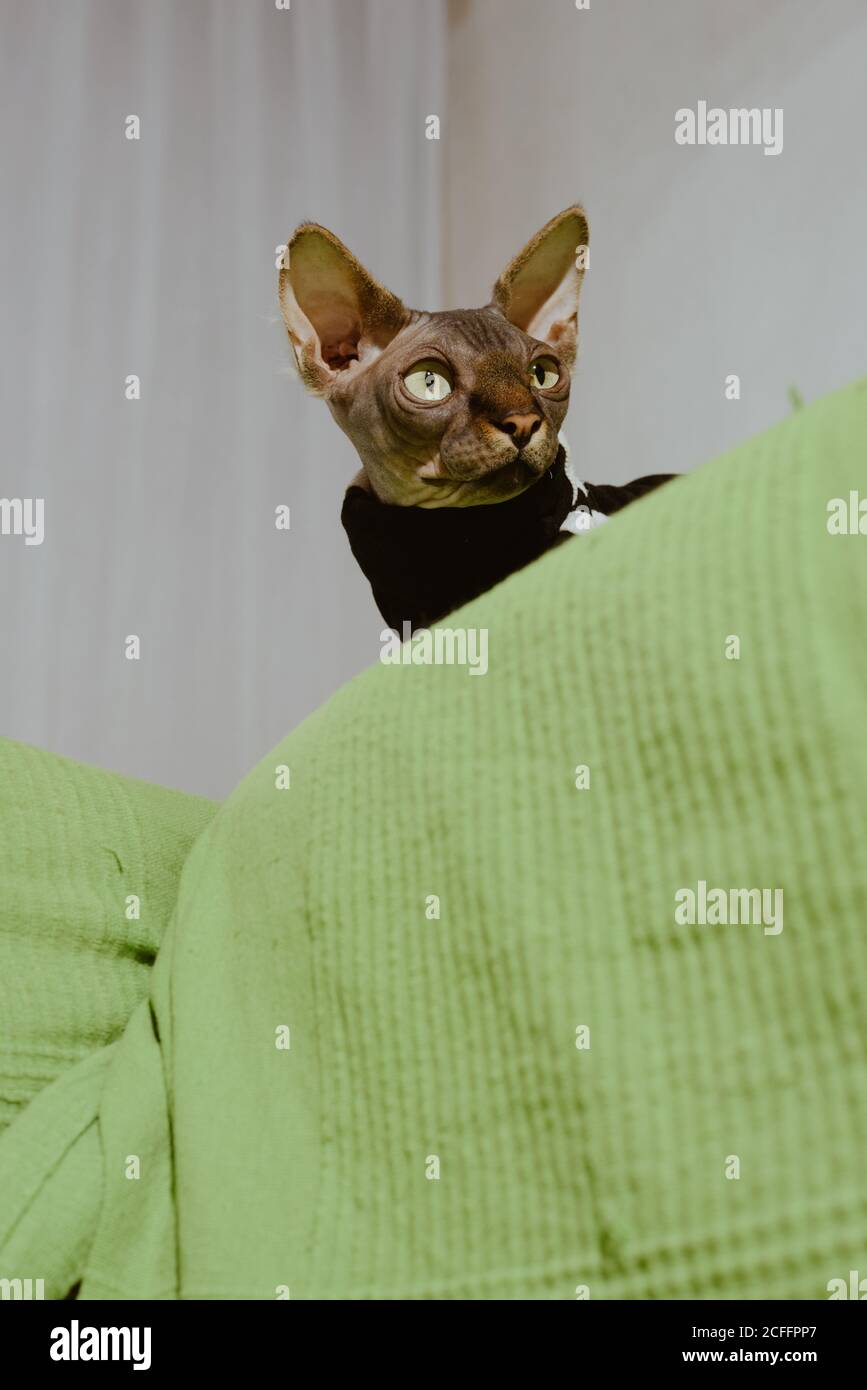 Joli Chat Gris Pedigree Sphynx Habille De Tissu Noir A Rayures Lit Dans Une Chambre Lumineuse Photo Stock Alamy