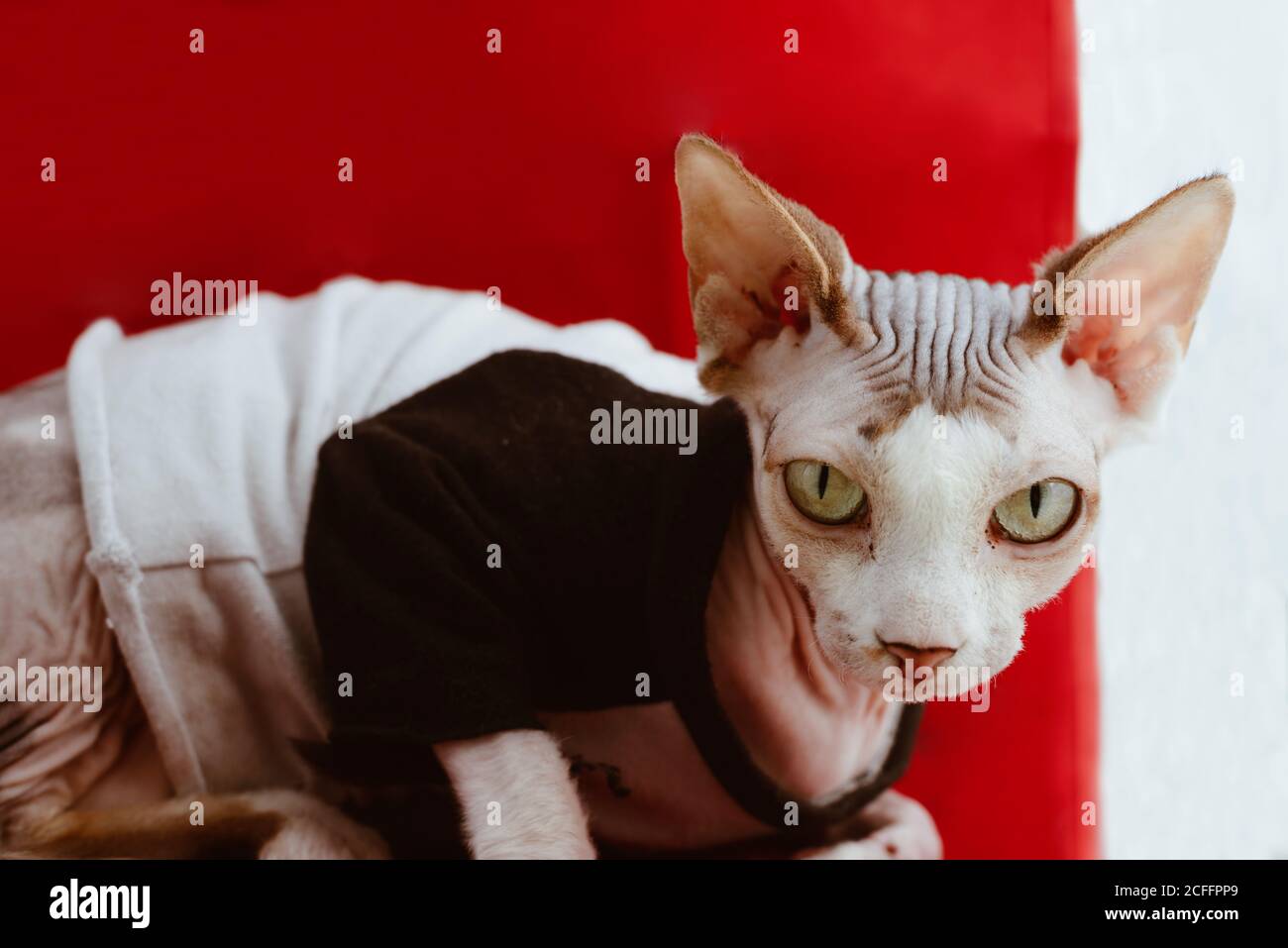 Joli Chat Gris Pedigree Sphynx Habille De Tissu Noir A Rayures Lit Dans Une Chambre Lumineuse Photo Stock Alamy