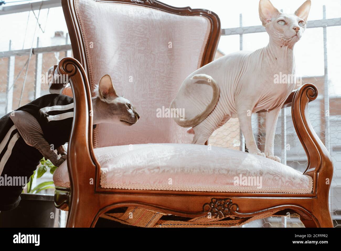 Gris Sphynx chat en tissu rayé noir sniffing blanc chat chaise sur le balcon Banque D'Images