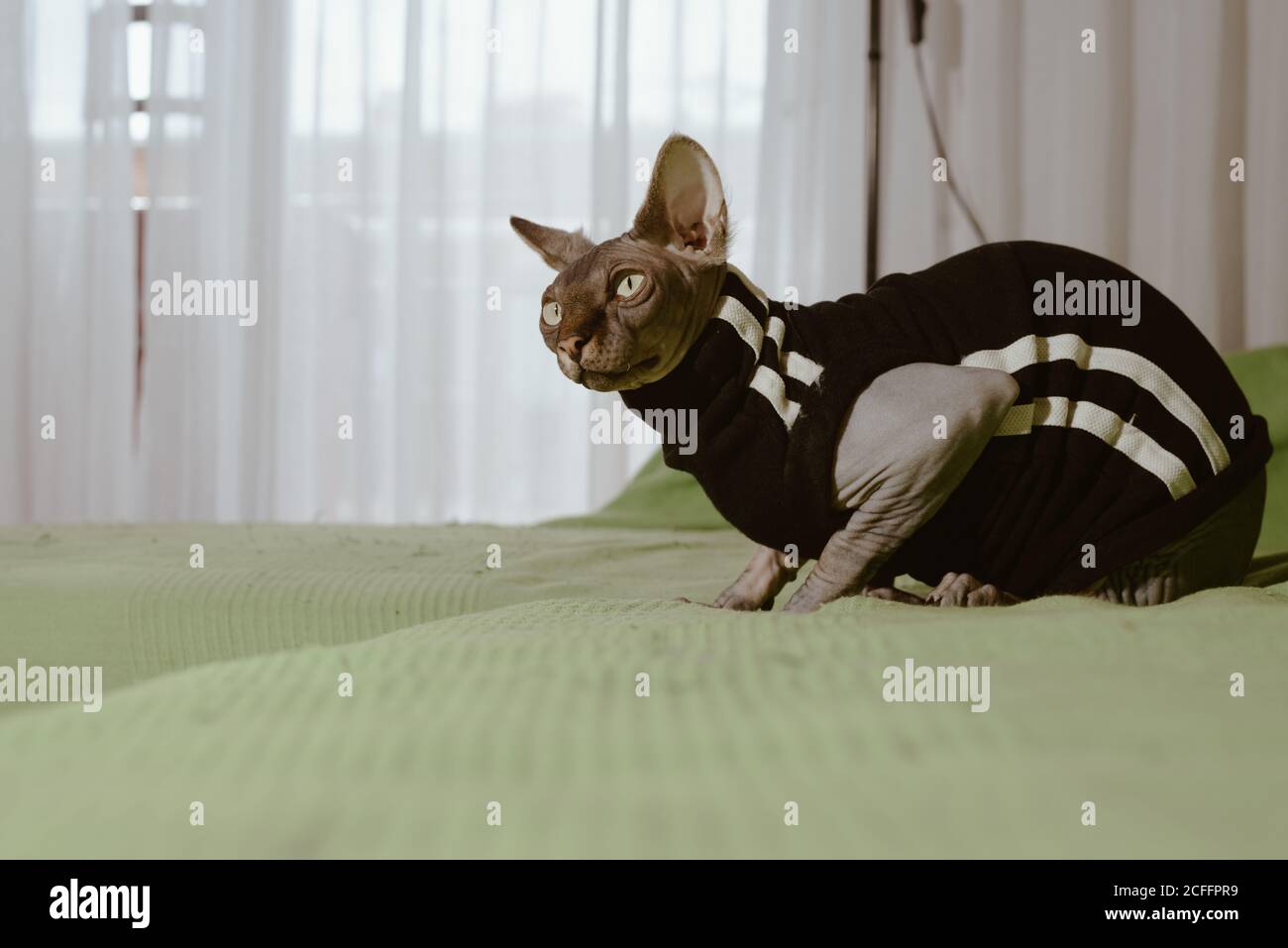 Sphynx Cat Sitting Banque D Image Et Photos Alamy