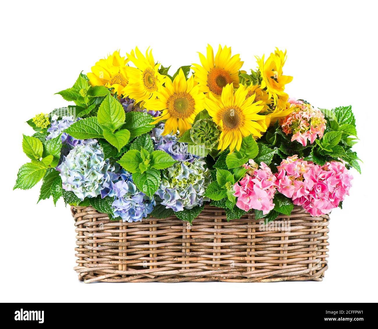 Tournesols et fleurs d'hortensia isolées sur fond blanc Banque D'Images