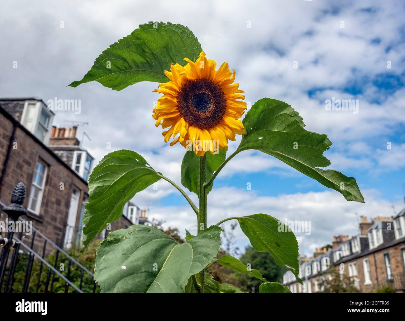 Tournesol poussant dans un jardin à Stockbridge, Édimbourg, Écosse, Royaume-Uni. Banque D'Images