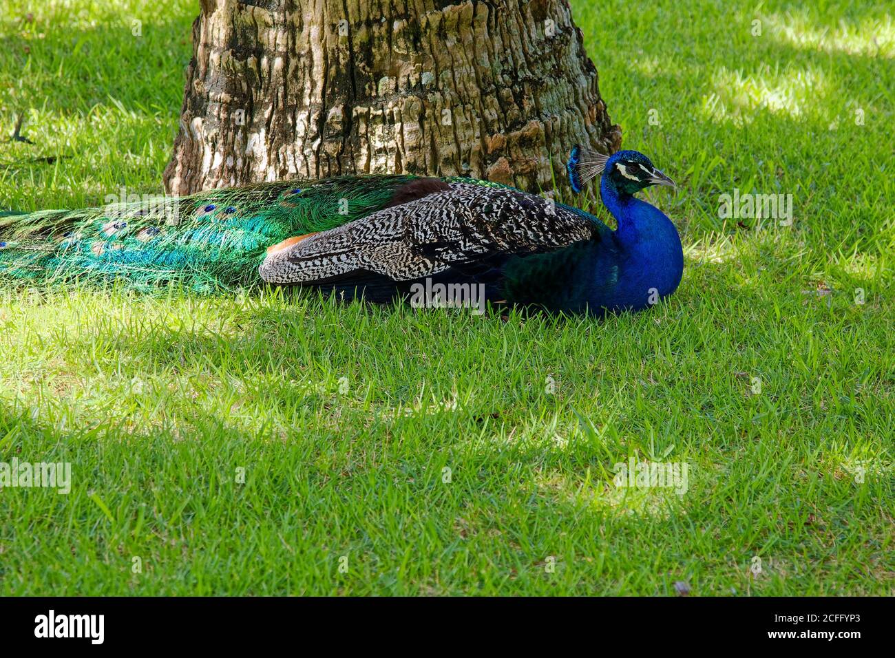 peacock assis; par arbre, herbe; ombre, soleil, animal, faune, grand oiseau, famille de faisan, Phasianidae, aquarium des Bermudes; Musée; Zoo; Flatts Village Banque D'Images