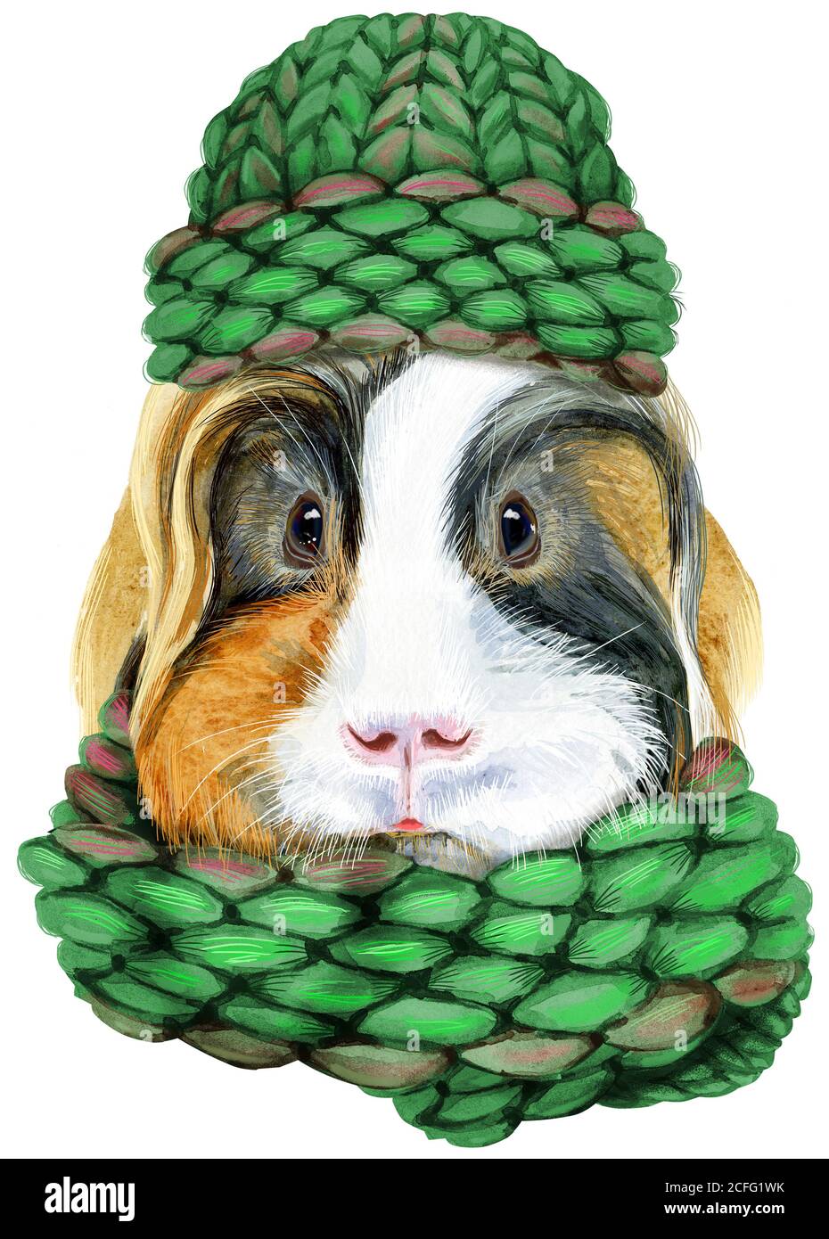 Cochon d'Inde dans un bonnet et une écharpe tricotés verts. Pig pour motifs  T-shirt. Aquarelle Sheltie illustration cobaye Photo Stock - Alamy