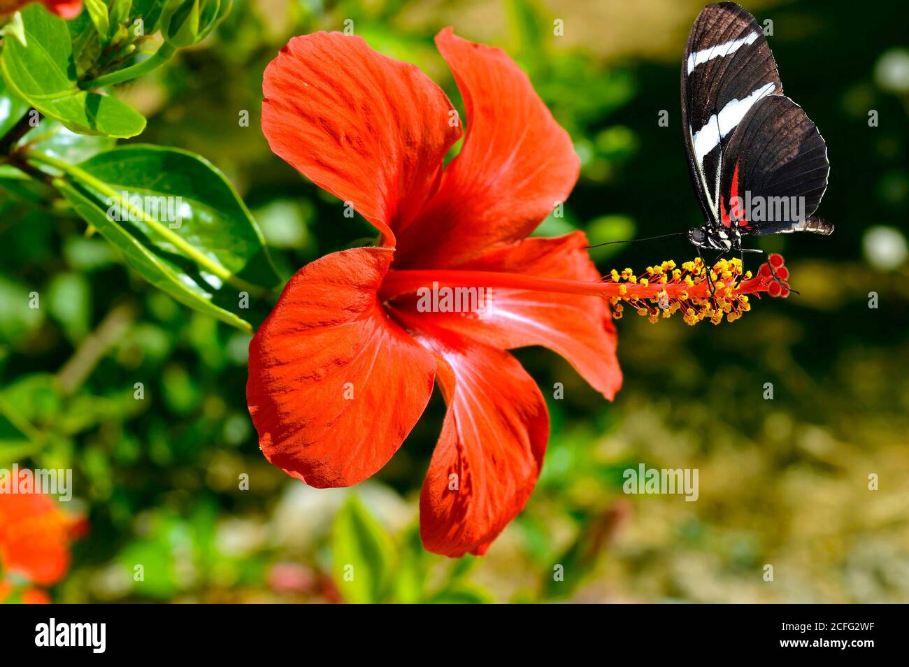 Papillon zébré à longue nom latin Heliconius charitonius on a Rose De la fleur de Chine nom latin rosa-sinensis Banque D'Images