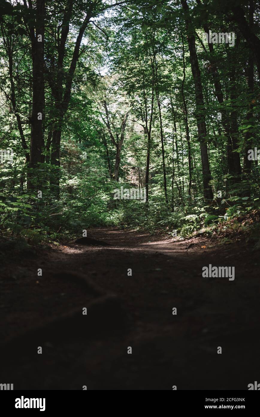 Paysage avec de grands arbres dans la forêt verte du parc national de la Mauricie au Québec, Canada Banque D'Images