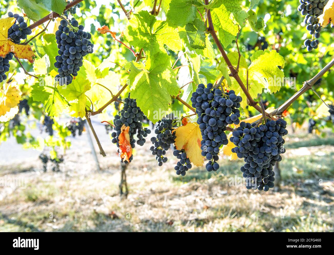 Raisins avec des feuilles rouges jaunes vertes sur la vigne. Paysage d'automne Banque D'Images