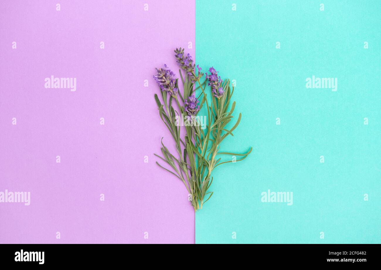 Fleurs de lavande et feuilles d'herbes sur fond turquoise lila. Bannière fleurie Banque D'Images