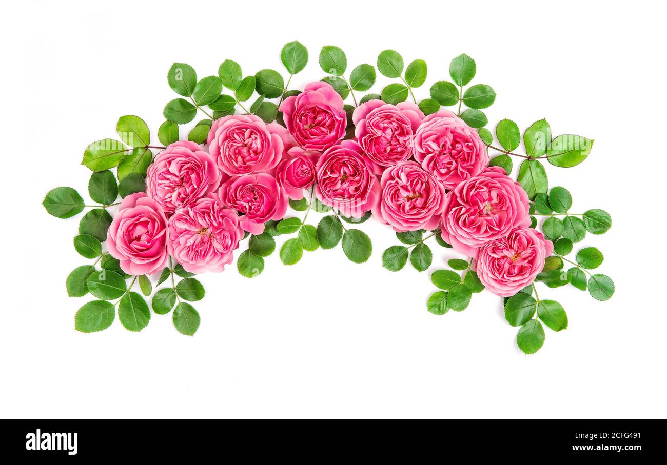 Roses roses fleurs arc isolé sur fond blanc. Plat floral botanique Banque D'Images