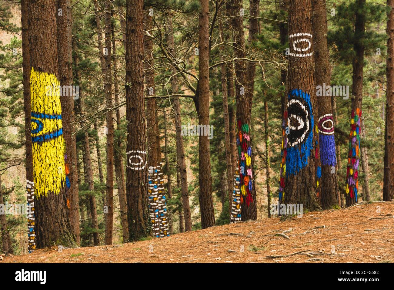 Forêt OMA à Kortezubi (pays Basque, Espagne). Oeuvre artistique du peintre Agustín Ibarrola dans la nature. Banque D'Images