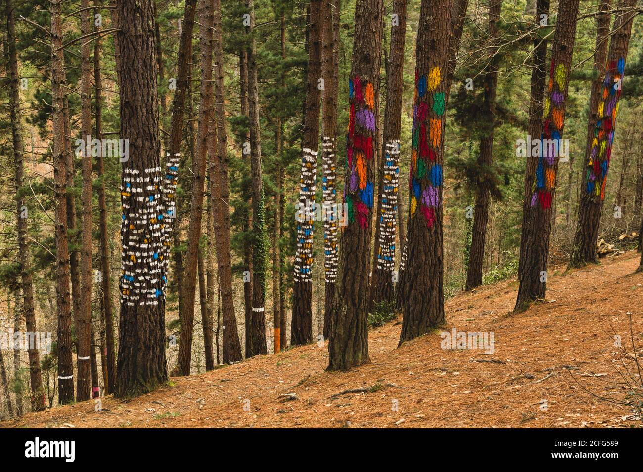 Forêt OMA à Kortezubi (pays Basque, Espagne). Oeuvre artistique du peintre Agustín Ibarrola dans la nature. Banque D'Images