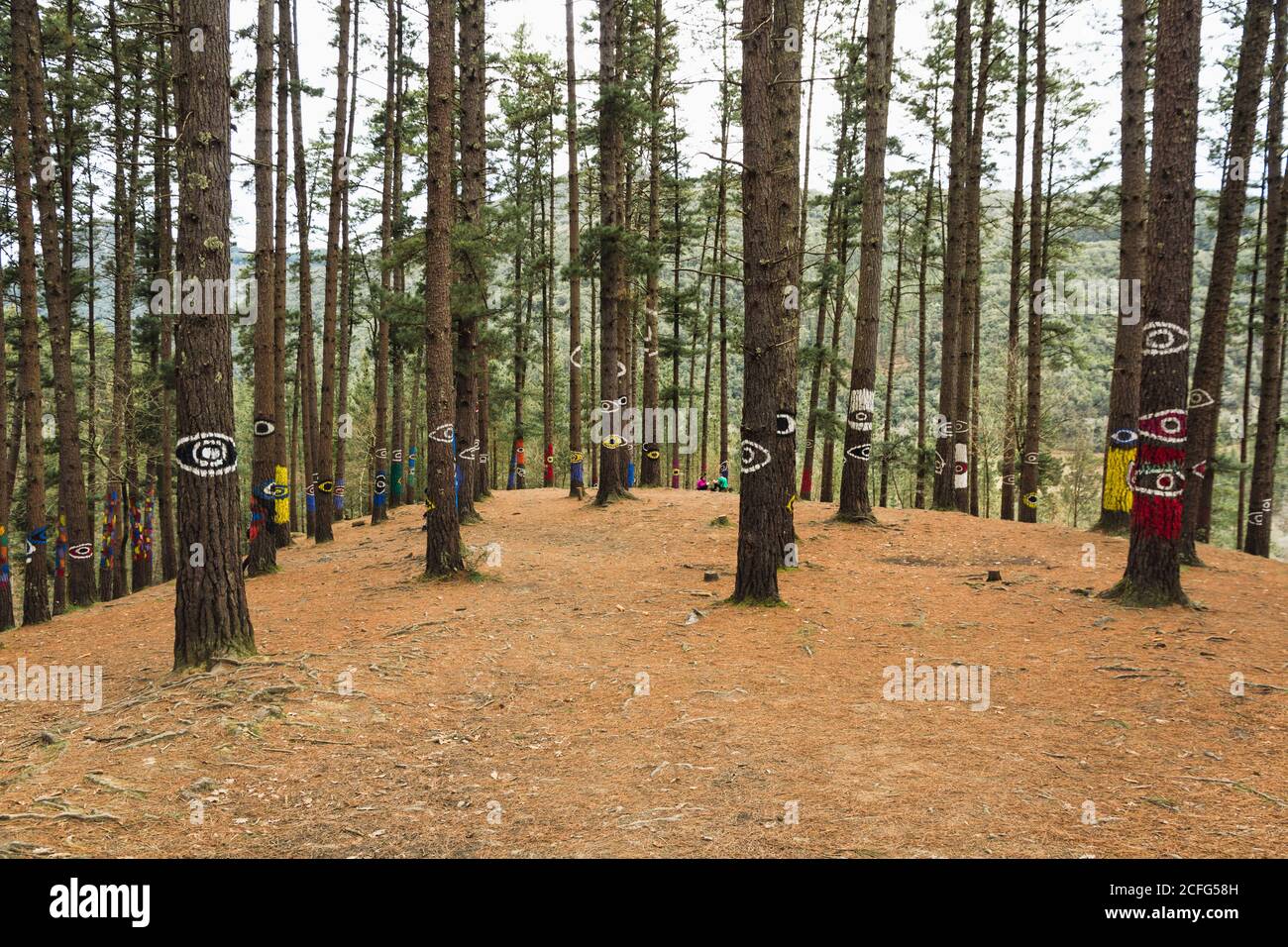 Forêt OMA à Kortezubi (pays Basque, Espagne). Oeuvre artistique du peintre Agustín Ibarrola dans la nature. Banque D'Images