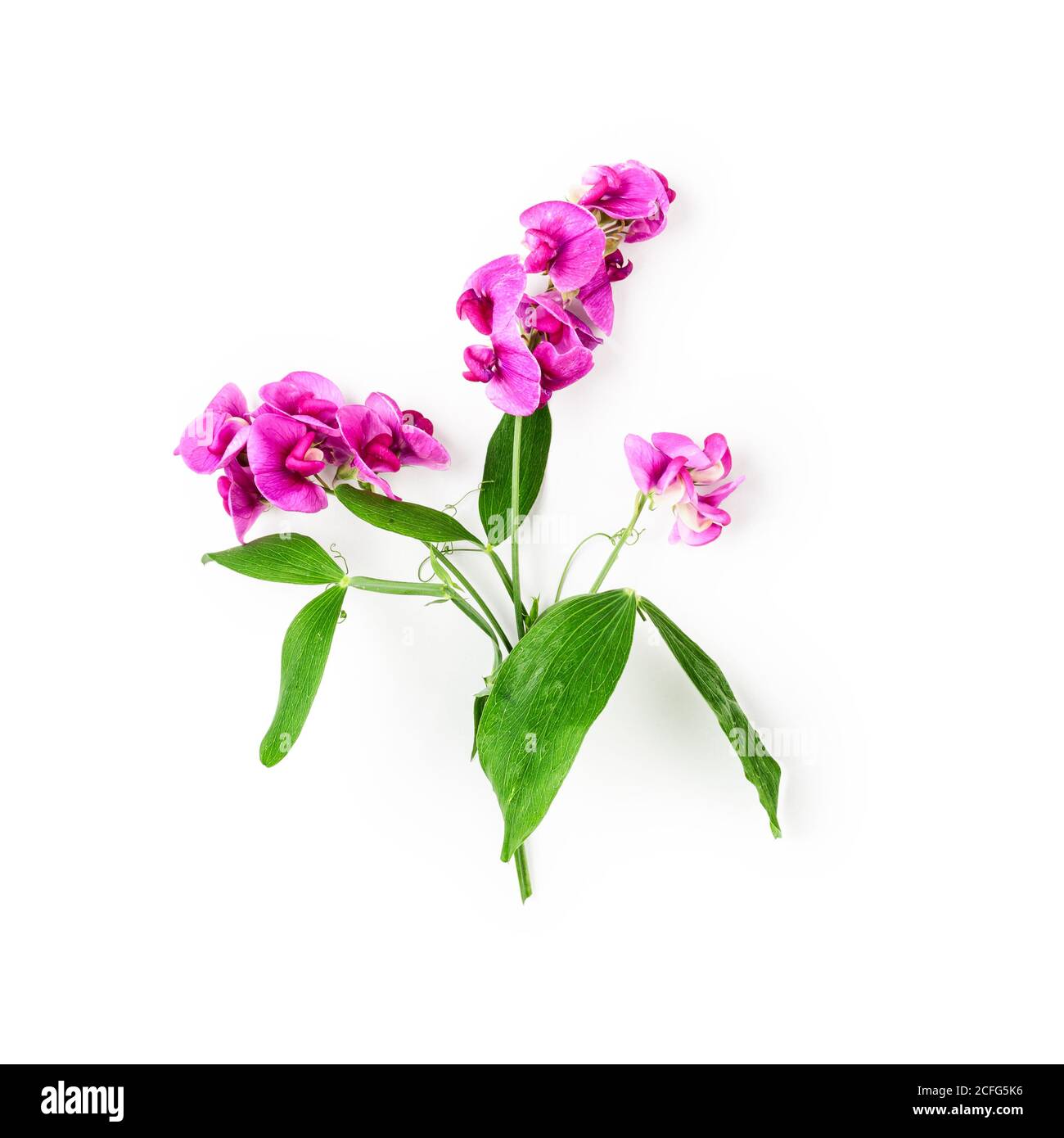Branche de Vicia avec fleurs roses, feuilles et tige dans le jardin d'été. Arrangement de fleur de vesce isolé sur fond blanc avec chemin de coupure. Vue de dessus, Banque D'Images