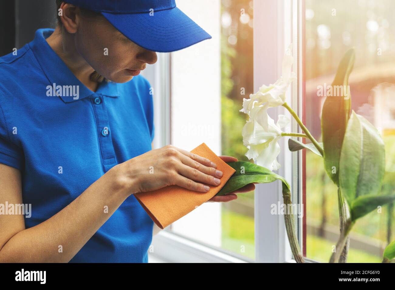 service de nettoyage de maison professionnel - femme en bleu uniforme de nettoyage dépoussiérer avec un chiffon la feuille de fleur sur le rebord de la fenêtre Banque D'Images