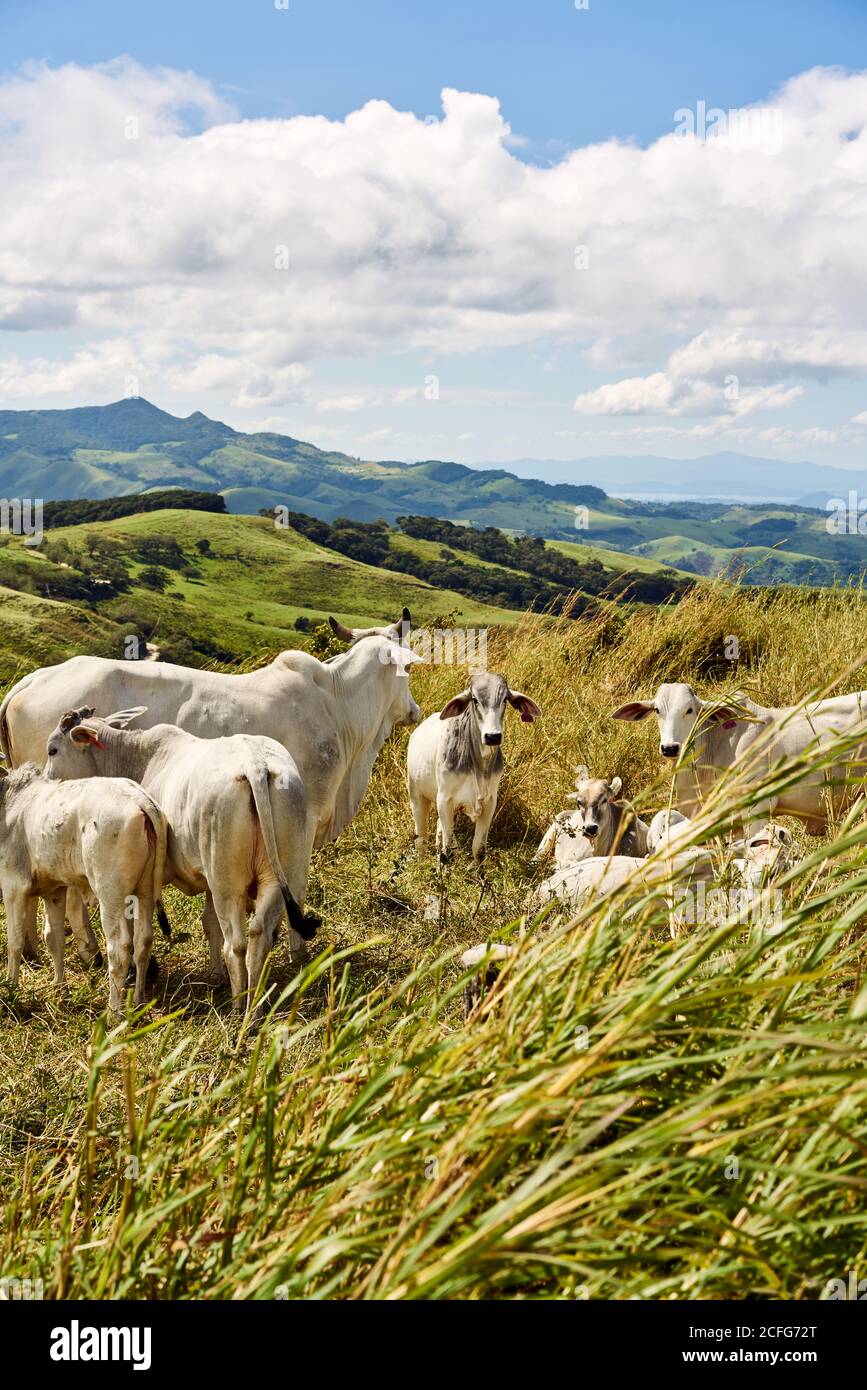 Vaches blanches et veaux paissant dans des collines vertes herbeuses Journée nuageux au Costa Rica Banque D'Images