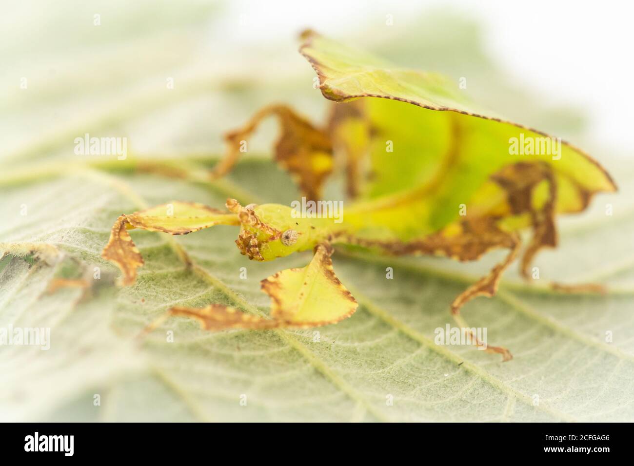 Le jeune insecte à feuilles géantes (Phyllium giganteum) se cache contre la feuille de la ruée qu'il mange Banque D'Images