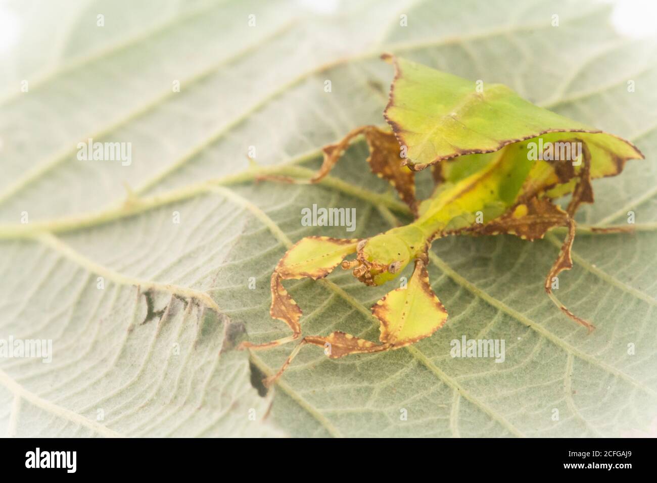 Un jeune insecte à feuilles géantes (Phyllium giganteum) attend sur la feuille de bramble qui est mange Banque D'Images