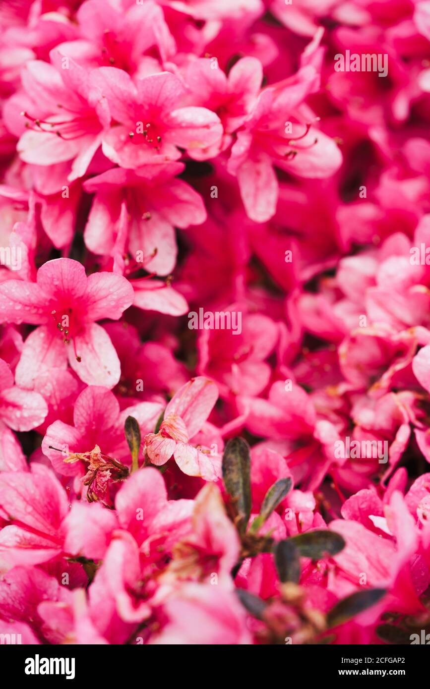 Gros plan de pétales de fleurs de couleur rose vif avec du vert feuilles Banque D'Images