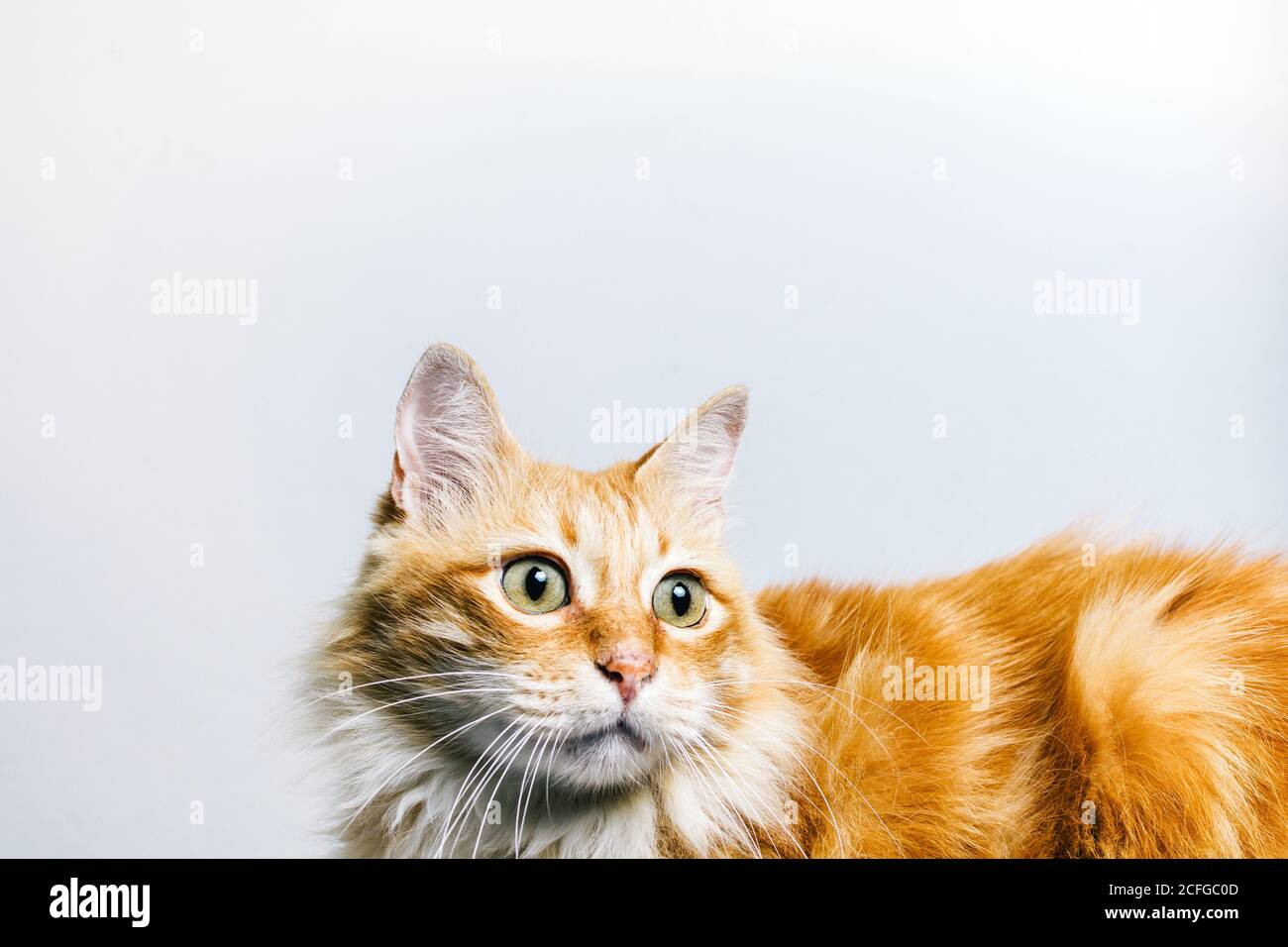 Mignon doux tabby gingembre chat regardant loin effroyablement isolé sur arrière-plan blanc Banque D'Images