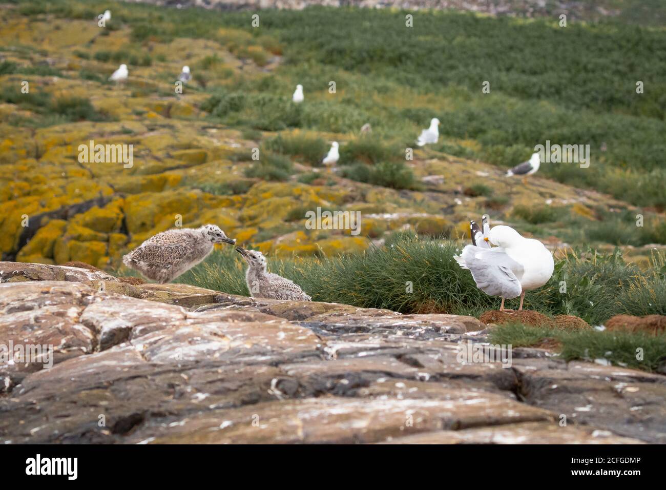 Le Goéland argenté (Larus argentatus) La famille s'assoit autour de la région du nid sur les îles de Farne Banque D'Images