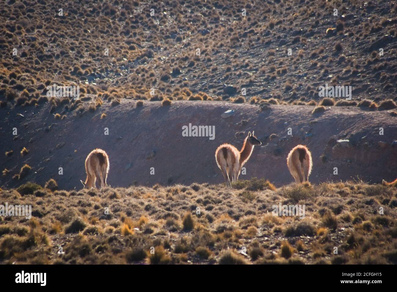 Jeunes guanacos (Lama guanicoe) repérés dans les steppes de la réserve naturelle de Villavicencio, à Mendoza, en Argentine. Banque D'Images