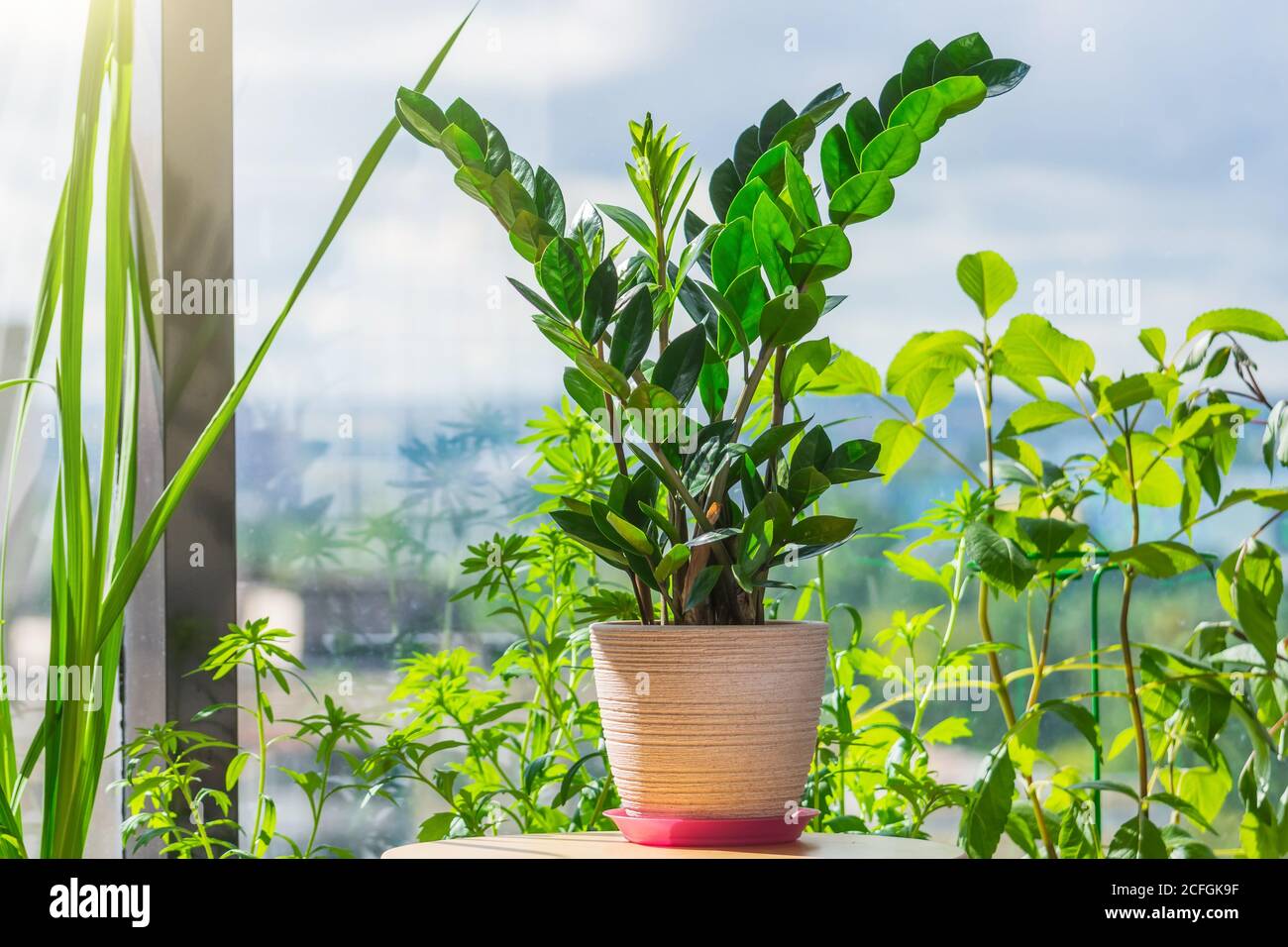 Zamioculcas plante dans un pot sur une table dans un serre d'été d'un appartement résidentiel éclairé par la lumière dim Banque D'Images