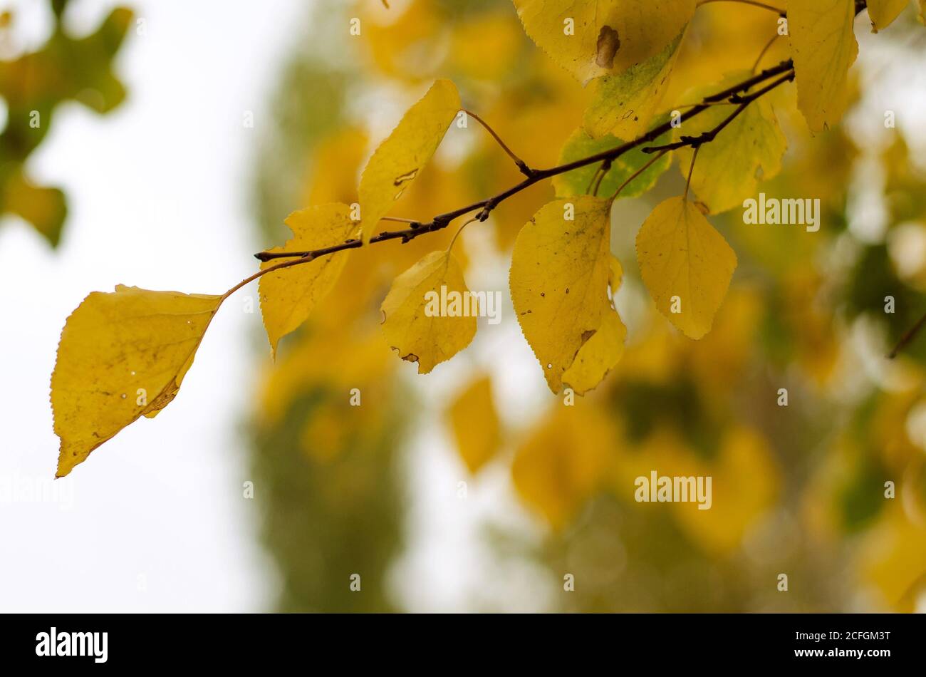 Brindilles aux feuilles jaunes en automne Banque D'Images