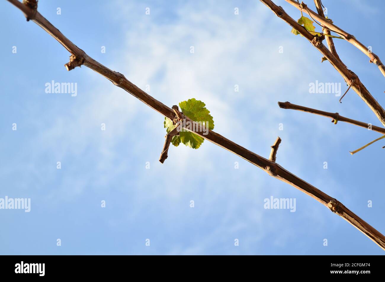 Une feuille de raisin sur une vigne élatée contre un bleu ciel en automne Banque D'Images