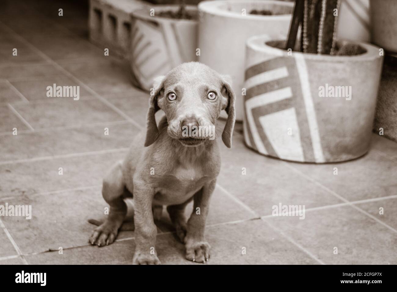 Photographie d'un petit chien de Weimaraner Banque D'Images